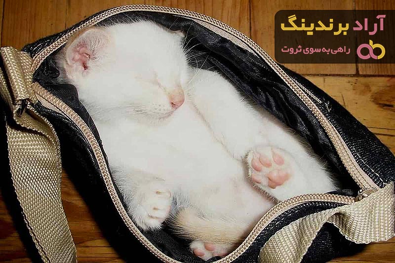  الحقيبة القطط في الجزائر؛ بلاستيك معدن قماش ذات حزام قابل للتعديل 